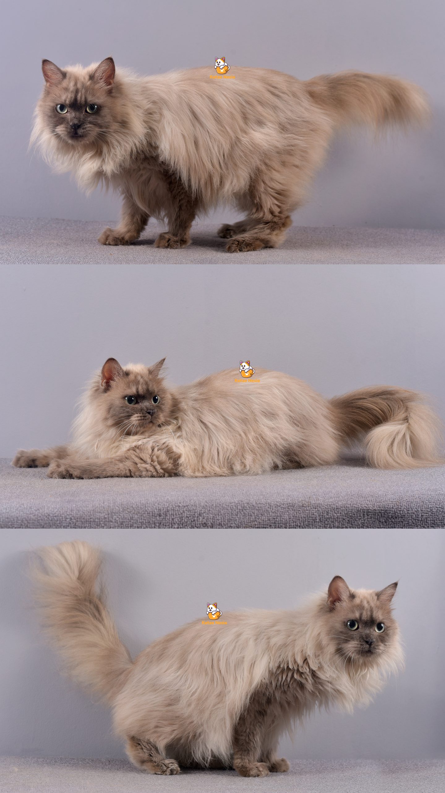 Xavira - Kucing Ragdoll Mix Himalaya - Betina - 1 Tahun+