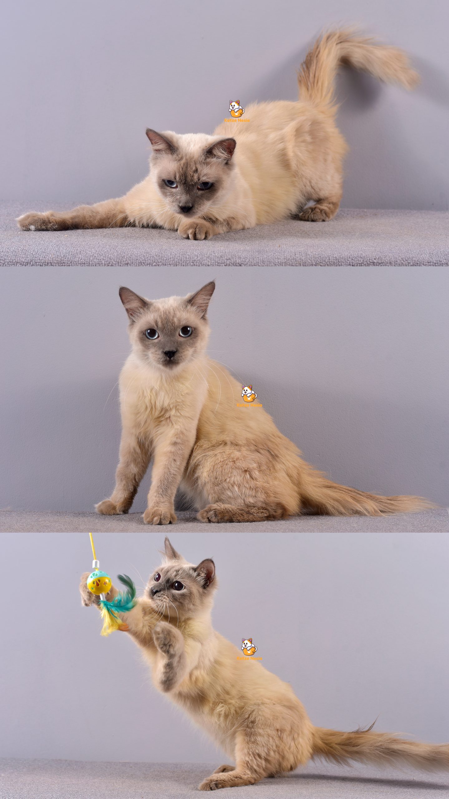 Xayden - Kucing Ragdoll mix Himalaya - Jantan - 1 Tahun +