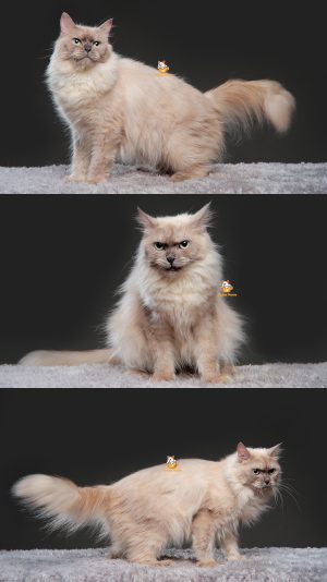 Xavira – Kucing Ragdoll Mix Himalaya – Betina – 13 Bulan