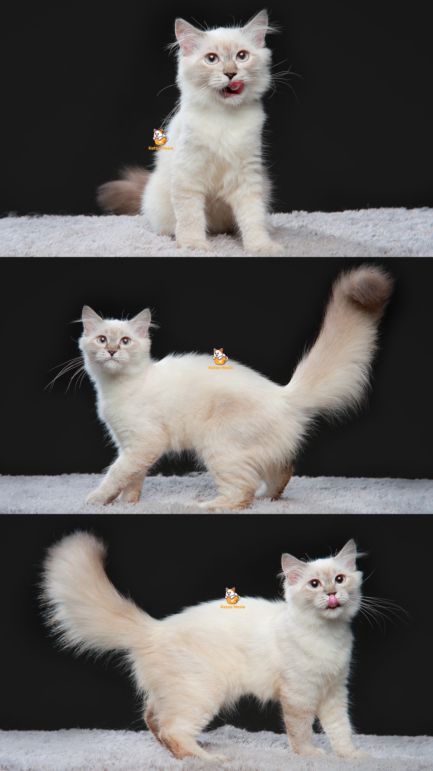 Xandela - Kucing Ragdoll - Betina - 4 Bulan