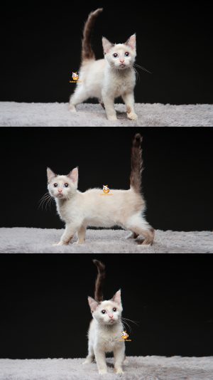 Yago – Kucing Ragdoll – Jantan – 3 Bulan