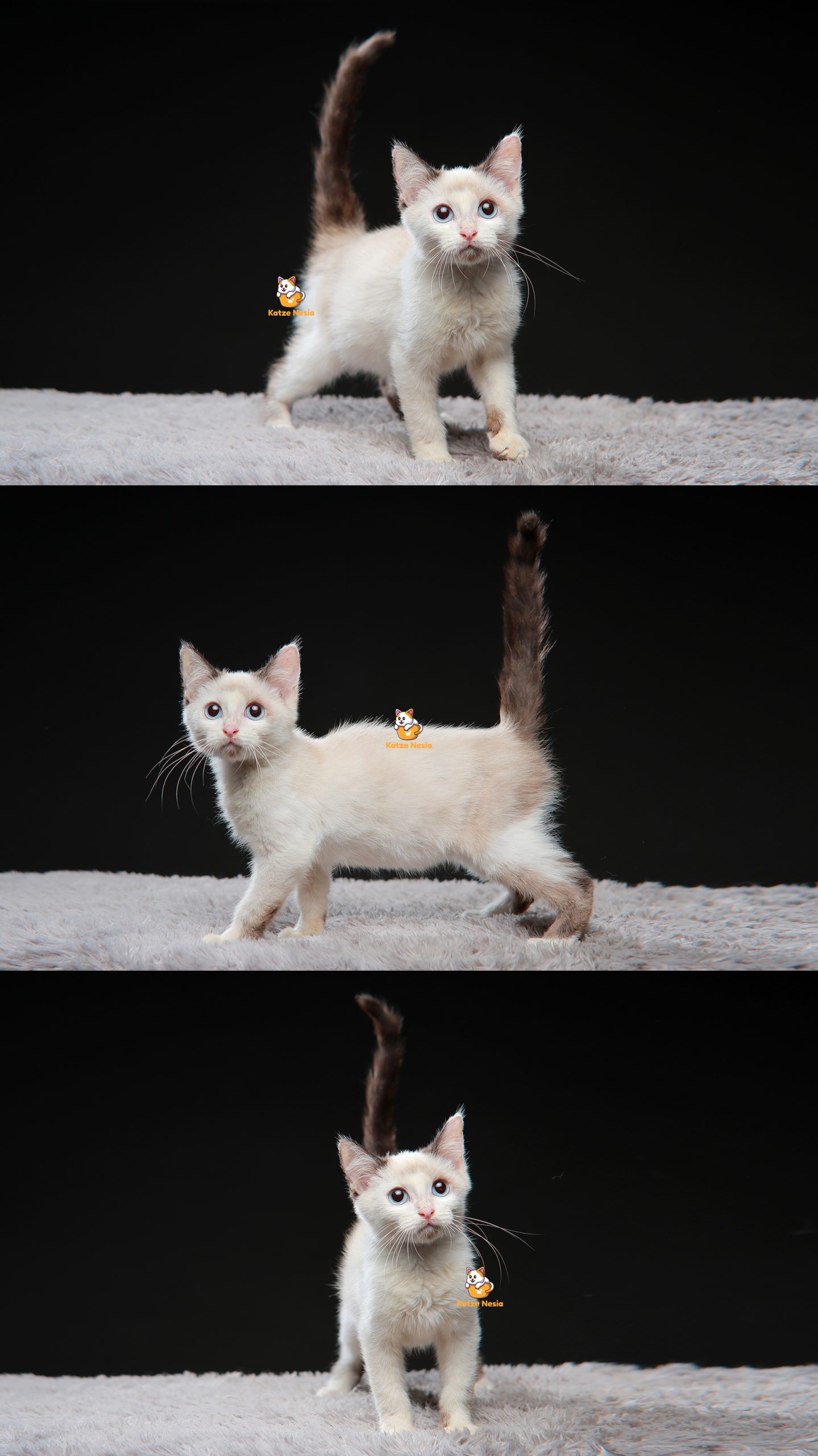 Yago - Kucing Ragdoll - Jantan - 3 Bulan