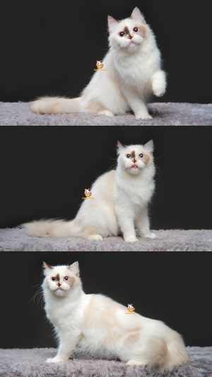 Xamira – Kucing Ragdoll – Betina – 13 Bulan