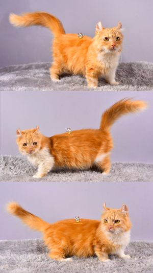 Xavella – Kucing Kinkalow (Munchkin x Americal Curl) – Betina – 12 Bulan +