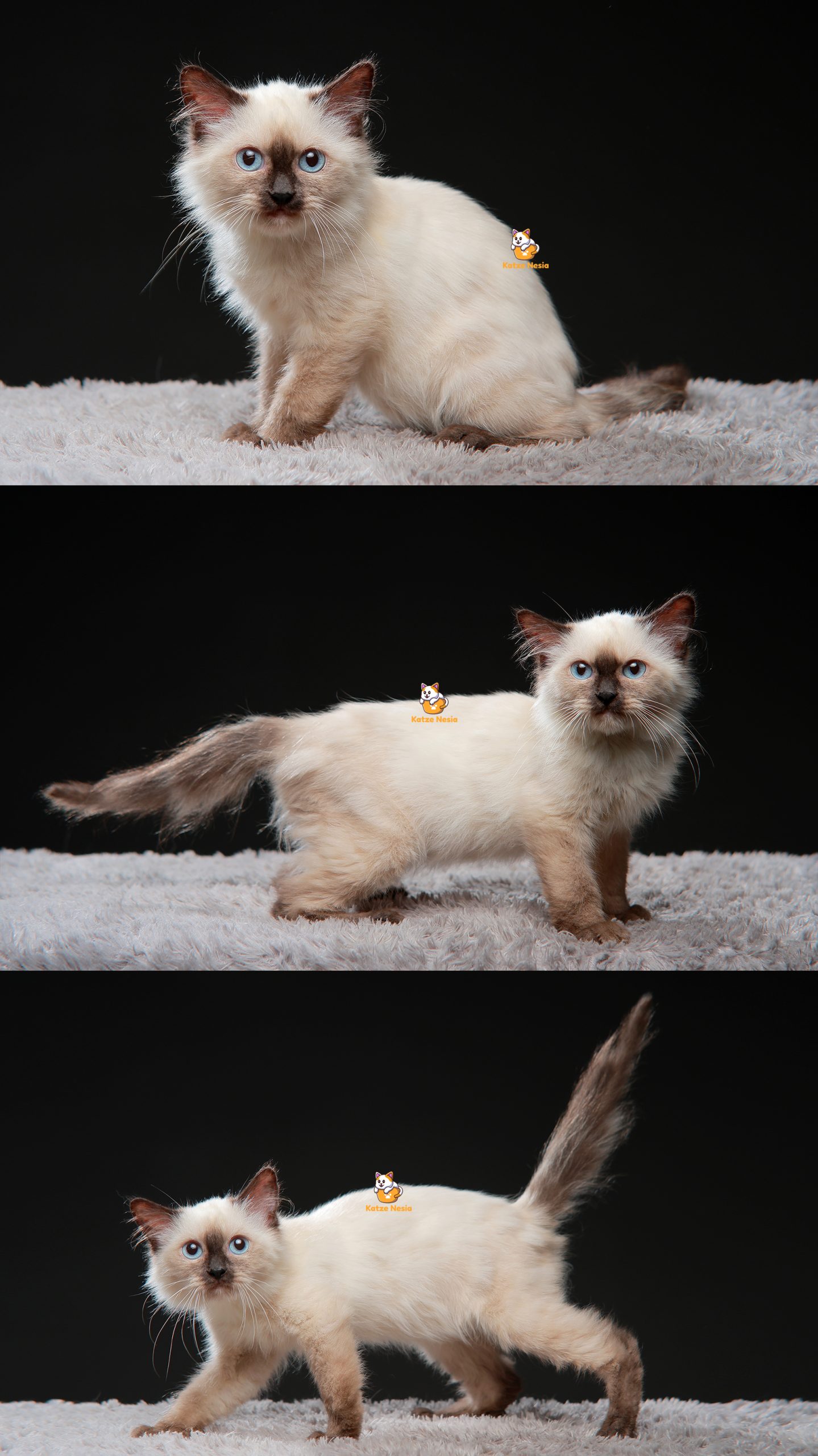 Yolo - Kucing Ragdoll - Jantan - 3 Bulan