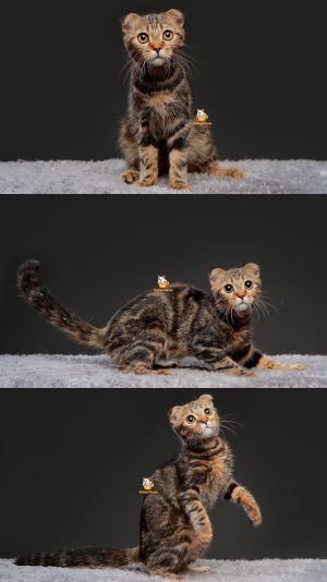 Xiro – Kucing Scottish Fold – Jantan – 9 Bulan