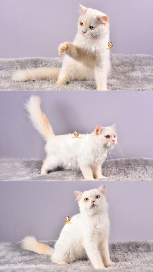 Xenos – Kucing Americal Curl – Jantan – 12 Bulan +