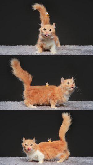 Xavella – Kucing Kinkalow (Munchkin x Americal Curl) – Betina – 7 Bulan