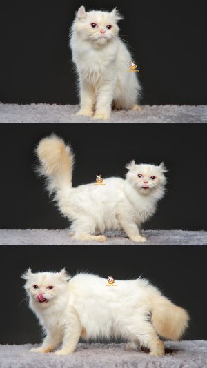 Xenos – Kucing Americal Curl – Jantan – 10 Bulan