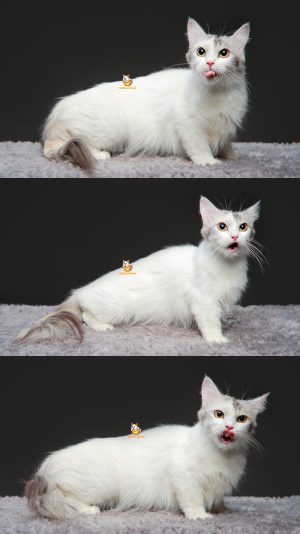 Xavina – Kucing Munchkin – Betina – 14 Bulan