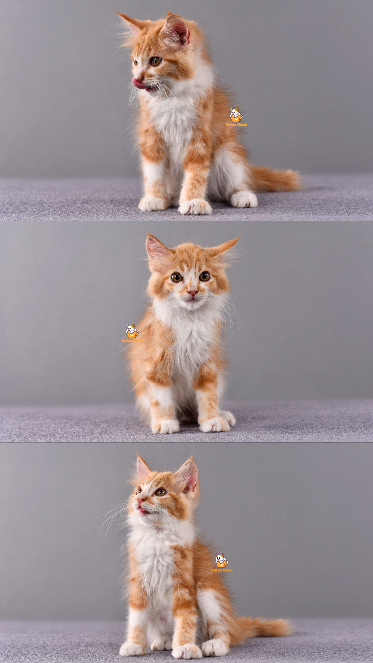 Zeno - Kucing Persia - Jantan - 2,5 Bulan