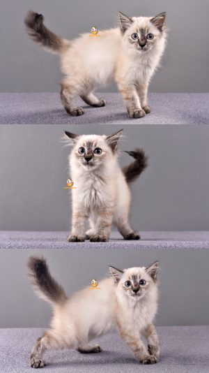 Zara – Kucing Ragdoll- Betina – 2,5 Bulan