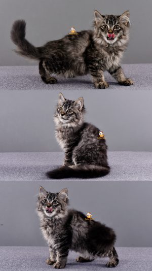 Zizi – Kucing Persia – Betina – 2,5 Bulan