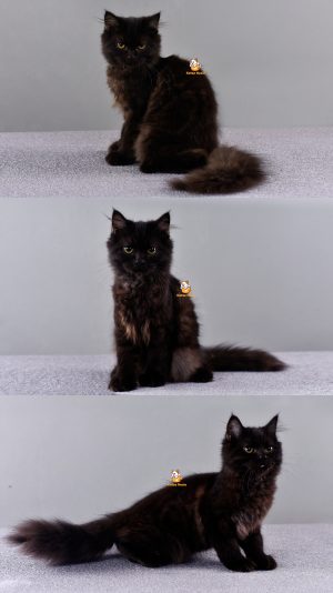 Zimba – Kucing Persia – Jantan – 4 Bulan