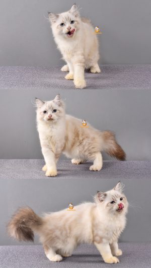 Zico – Kucing Ragdoll – Jantan – 4 Bulan