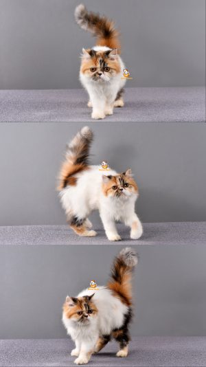 Zola – Kucing Persia Peaknose – Betina – 4 Bulan