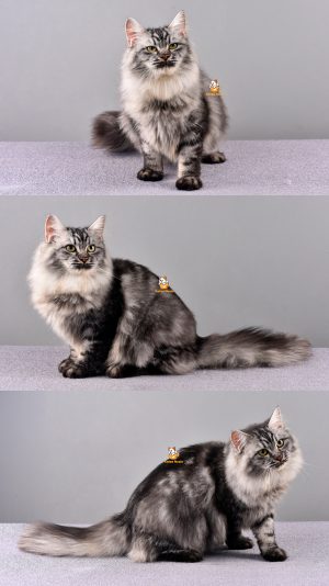 Zorro – Kucing Mainecoon Mix Siberian – Jantan – 8 Bulan