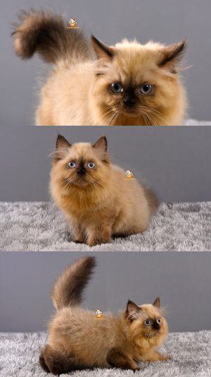 Abby – Kucing Himalaya- Jantan – 3 Bulan