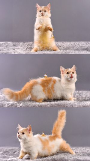 Anju – Kucing Munchkin – Jantan – 3 Bulan