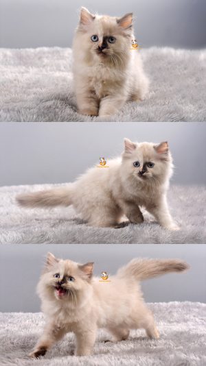Ashy – Kucing Ragdoll – Betina – 3 Bulan