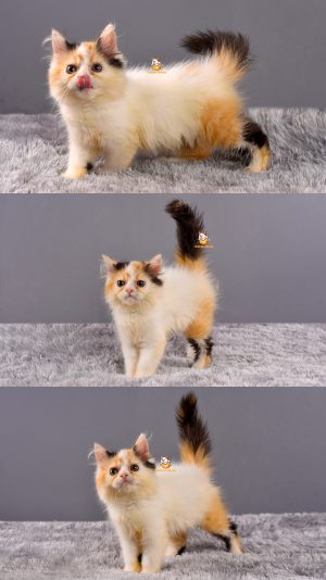 Alice – Kucing Persia Flatnose – Betina – 3 Bulan