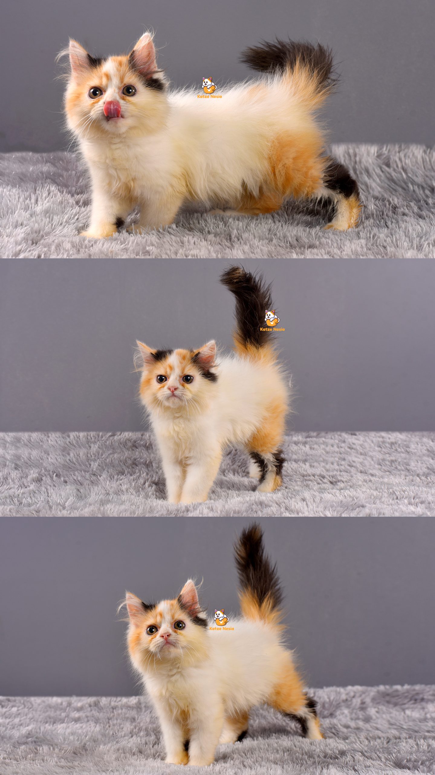 Alice - Kucing Persia Flatnose - Betina - 3 Bulan