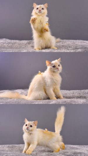 Amigo – Kucing Persia mix Ragdoll – Jantan – 7 Bulan