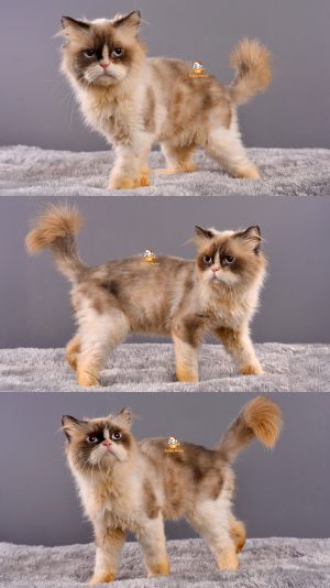 Apollo – Kucing Ragdoll – Jantan – 1 Tahun+