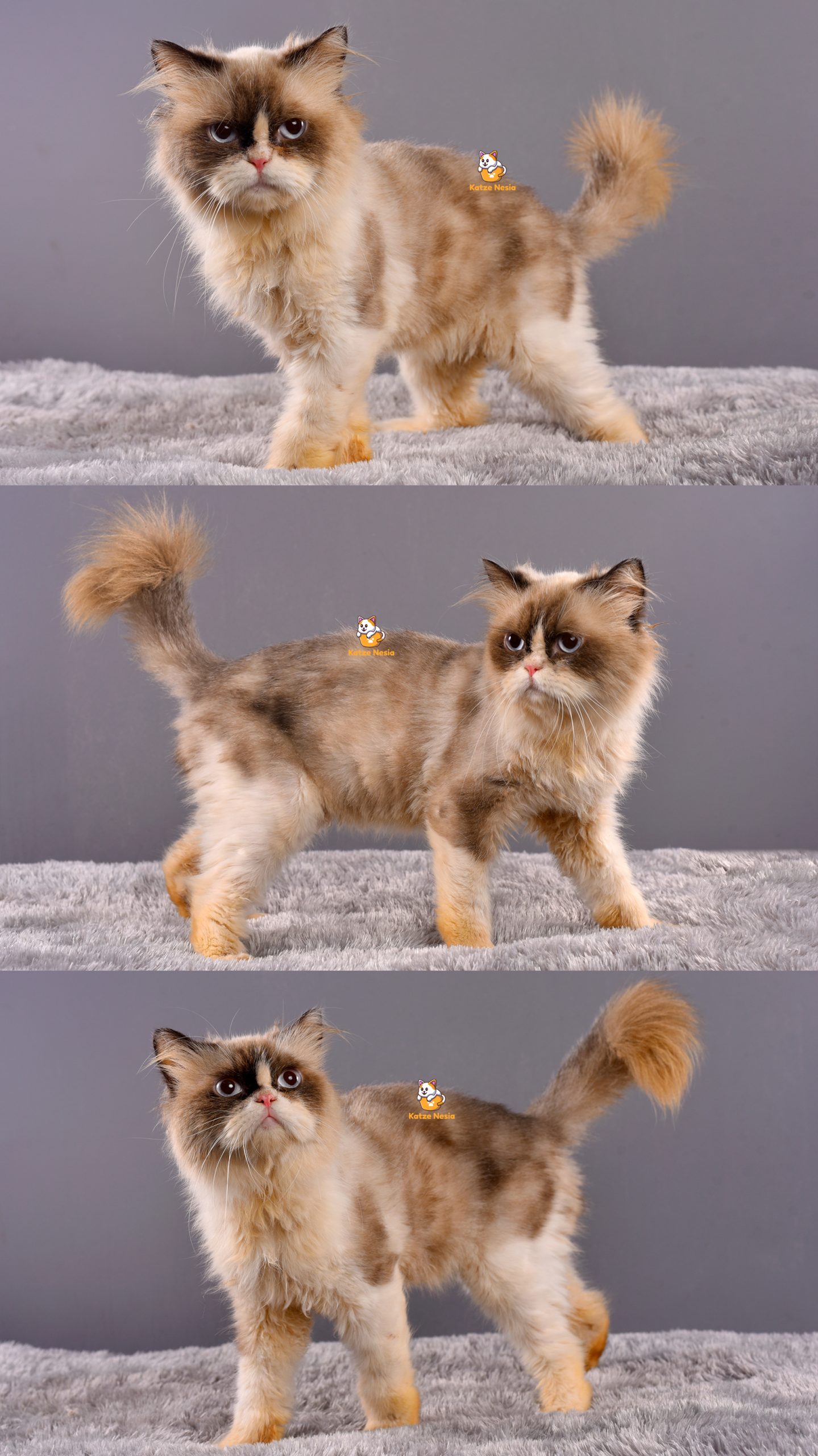 Apollo - Kucing Ragdoll - Jantan - 1 Tahun+