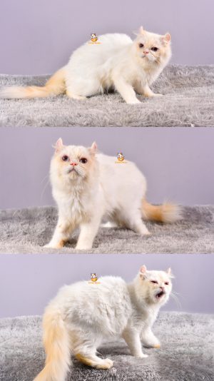 Amigo – Kucing Persia mix Ragdoll – Jantan – 1 Tahun +