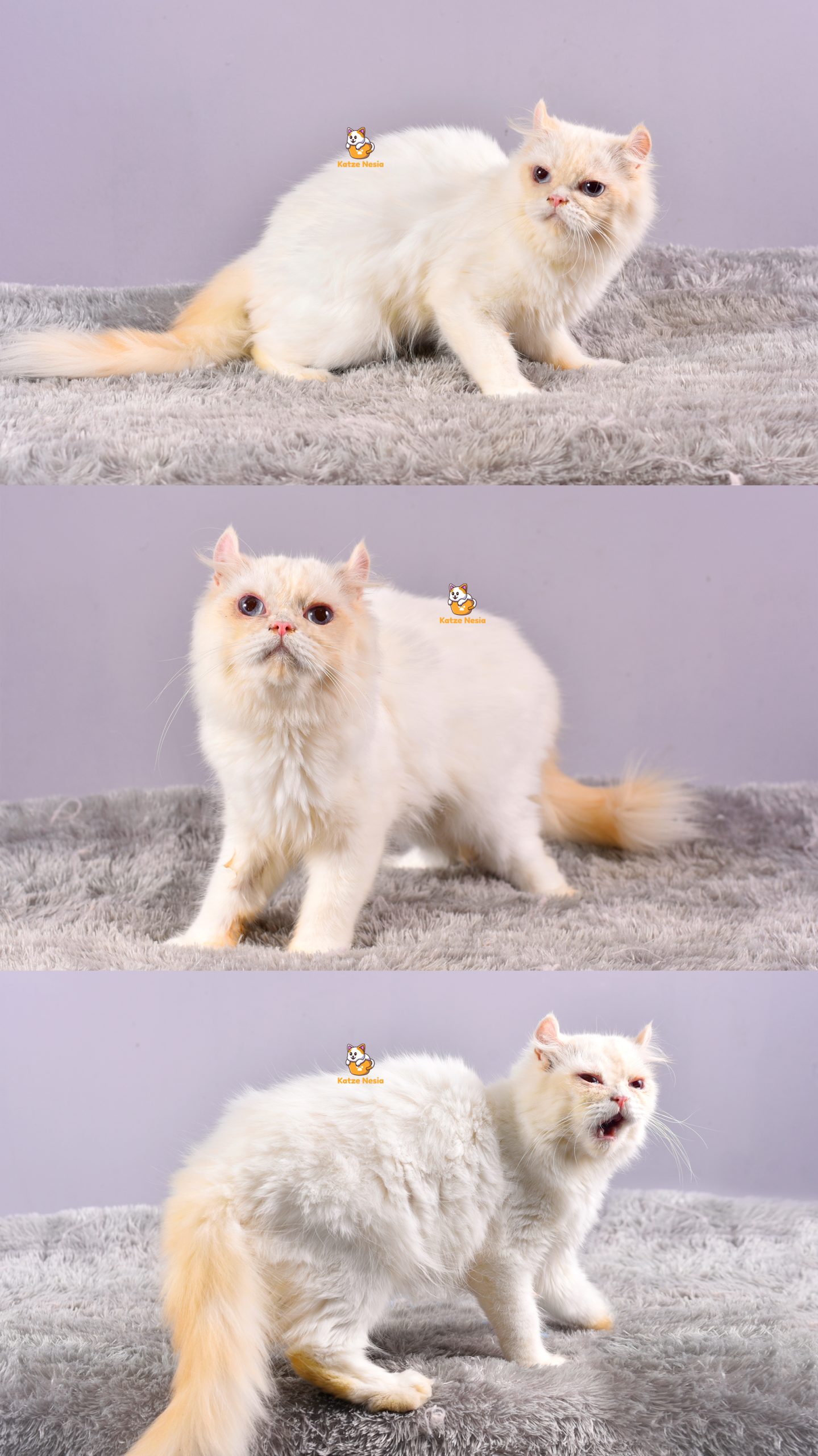 Amigo - Kucing Persia mix Ragdoll - Jantan - 1 Tahun +