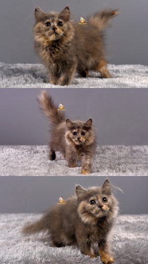 Aero – Kucing Persia – Jantan – 3 Bulan