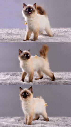 Aseo – Kucing Himalaya – Betina – 3 Bulan