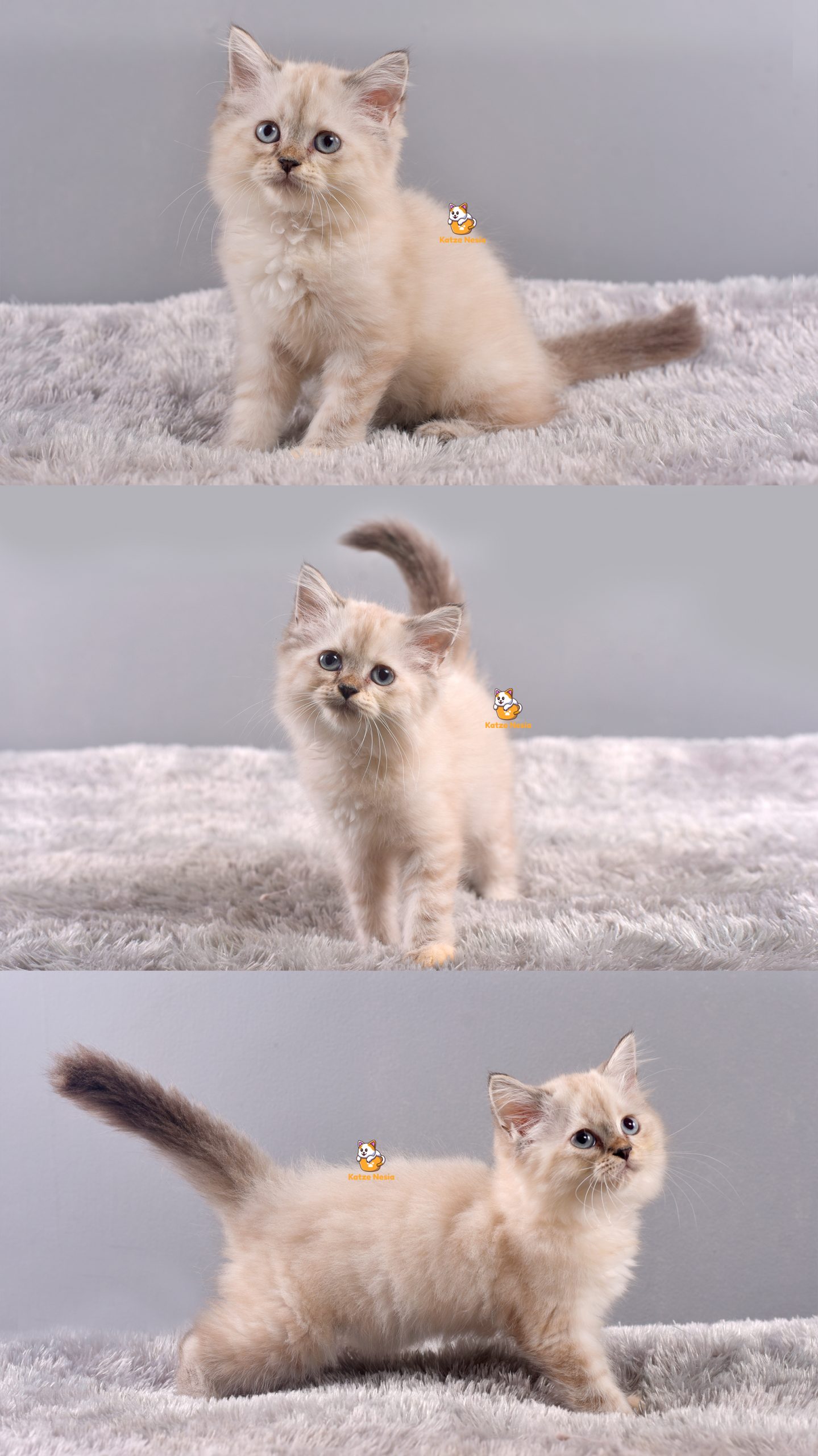 Axel - Kucing Himalaya - Jantan - 3 Bulan