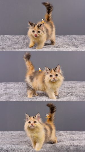 Annie – Kucing Persia Flatnose – Betina – 3 Bulan