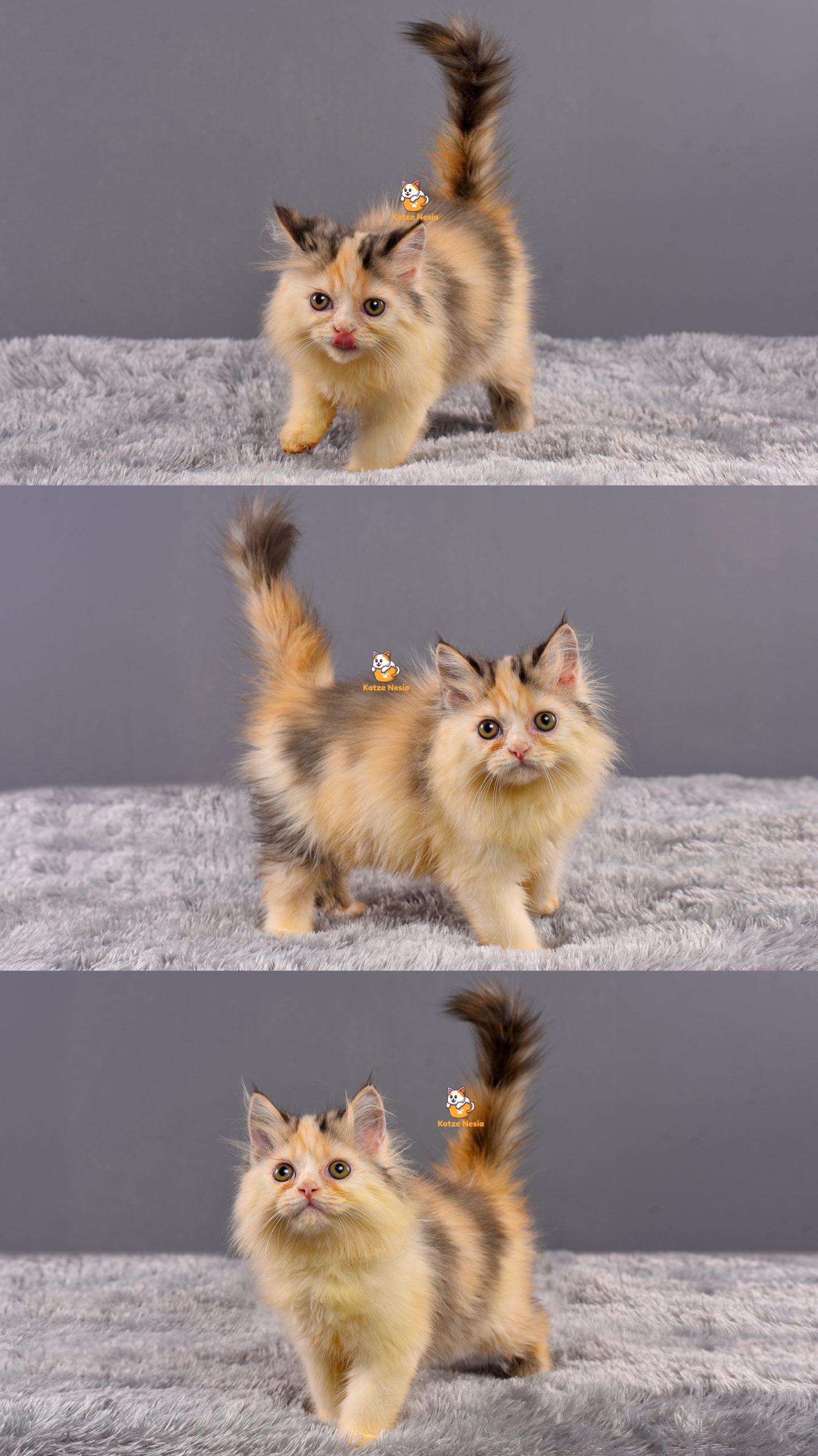 Annie - Kucing Persia Flatnose - Betina - 3 Bulan