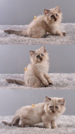 Aria – Kucing Himalaya – Betina – 3 Bulan