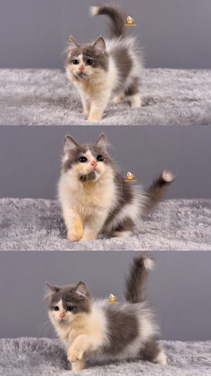 Ace – Kucing Persia – Jantan – 3 Bulan