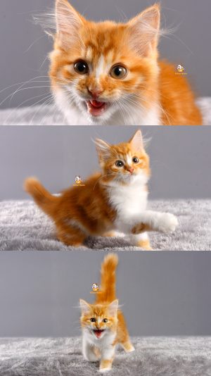 Awoo – Kucing Persia – Jantan – 2.5 Bulan