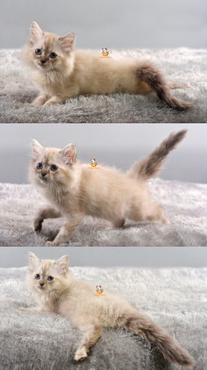Amber – Kucing Himalaya – Betina – 3 Bulan