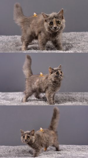 Amy – Kucing Persia – Betina – 3 Bulan