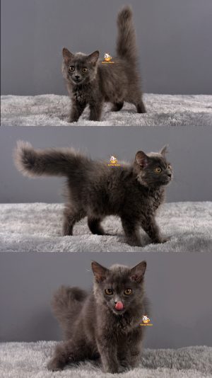 Astro – Kucing Persia – Jantan – 3 Bulan