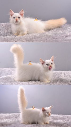 Archie – Kucing Munchkin Ragdoll – Jantan – 4 Bulan