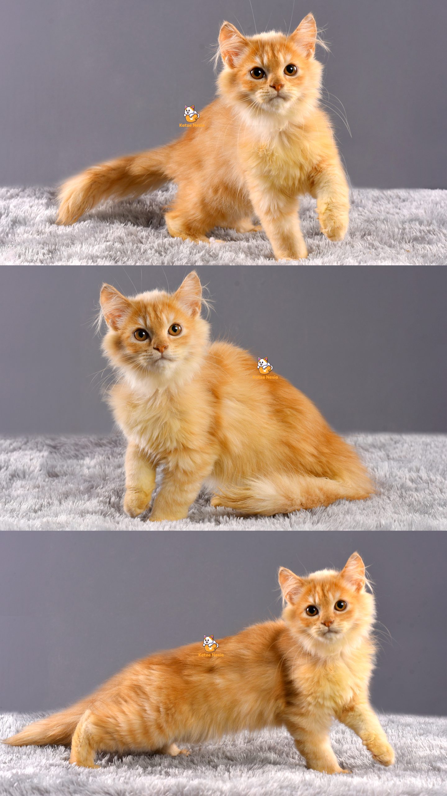 Ari - Kucing Persia - Jantan - 3 Bulan