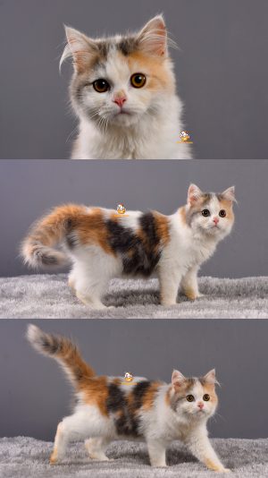 Ayla – Kucing Persia – Betina – 3,5 Bulan