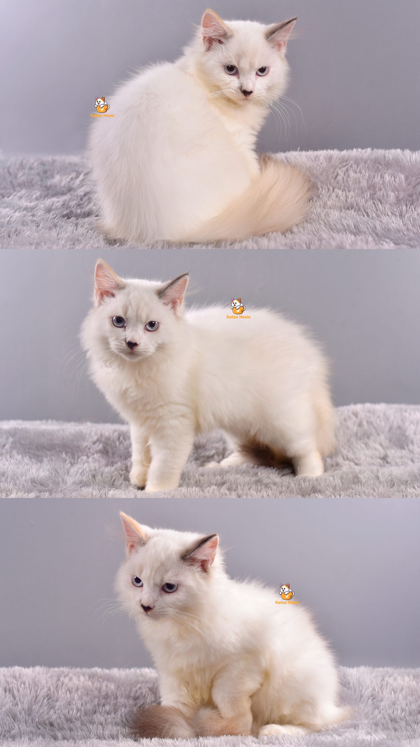Angel - Kucing Ragdoll Mix Persia - Betina - 4 Bulan