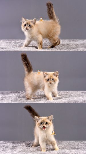 Aminie – Kucing Ragdoll – Jantan – 3 Bulan
