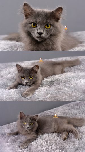 Ariyo – Kucing Persia – Jantan – 2.5 Bulan