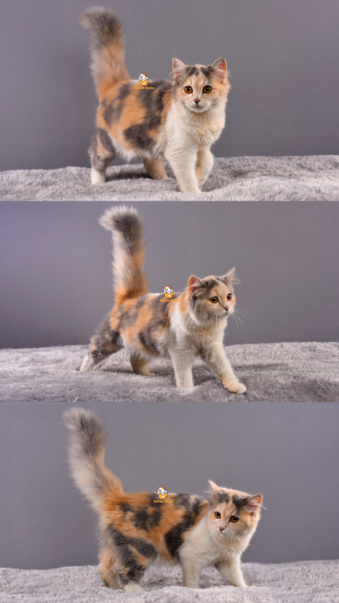 Aurora - Kucing Persia - Betina - 3,5 Bulan