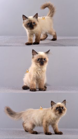 Benji – Kucing Himalaya – Jantan – 4 Bulan